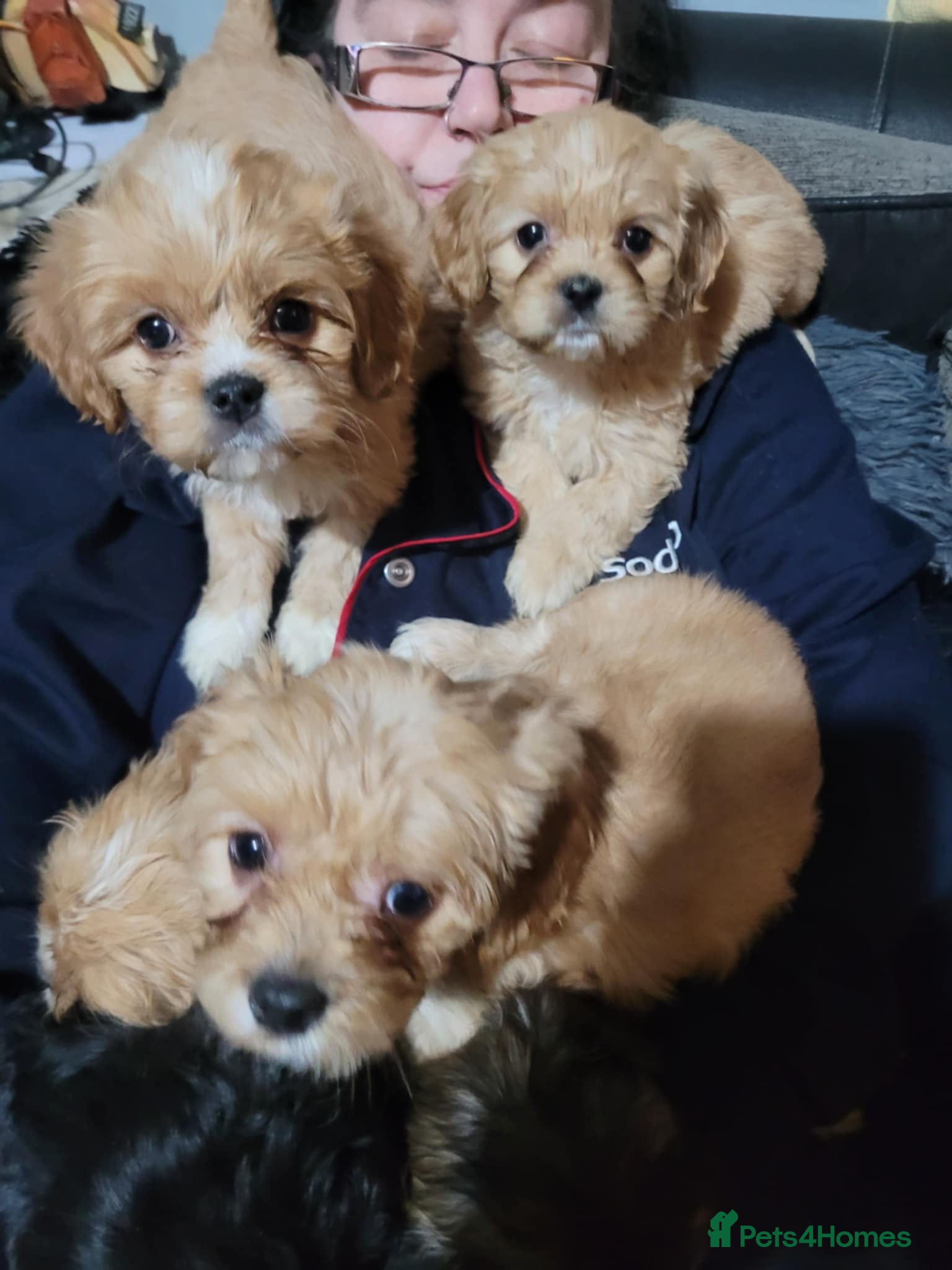 Mixed Breed dogs Cava tzu puppies - Advert 6
