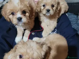 Mixed Breed dogs Cava tzu puppies - Advert 6