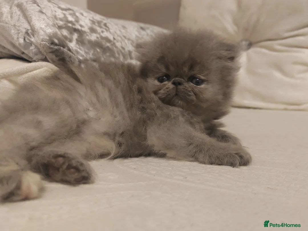 Persian cats for sale: Exotic Persian Kittens  - Advert 15