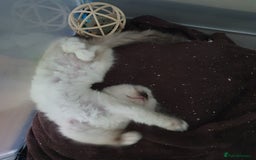 Ragdoll cats for sale: The cutest beautiful Ragdoll kittens! Ready :) - Image 16
