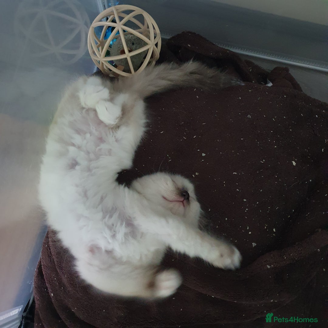 Ragdoll cats for sale: The cutest beautiful Ragdoll kittens! Ready :) - Image 16