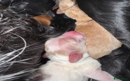 Mixed Breed dogs for sale: Sprockerpoo puppies for sale - Advert 10