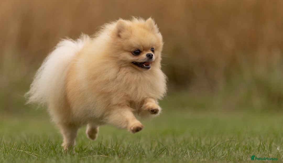 Pomeranian dogs for stud: Prince George Bridgeton 👑 - Image 12