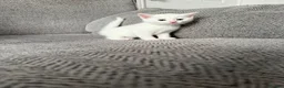 Domestic Shorthair cats for sale: Beautiful white female kitten  - Advert 2