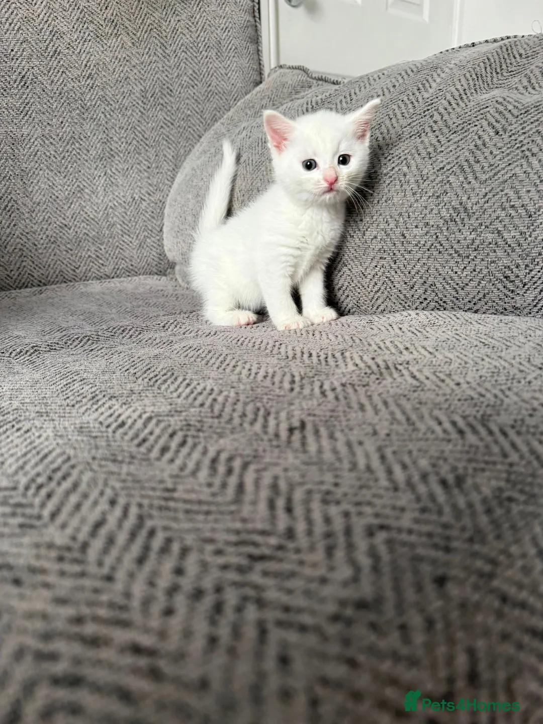 Domestic Shorthair cats for sale: Beautiful white female kitten  - Advert 2