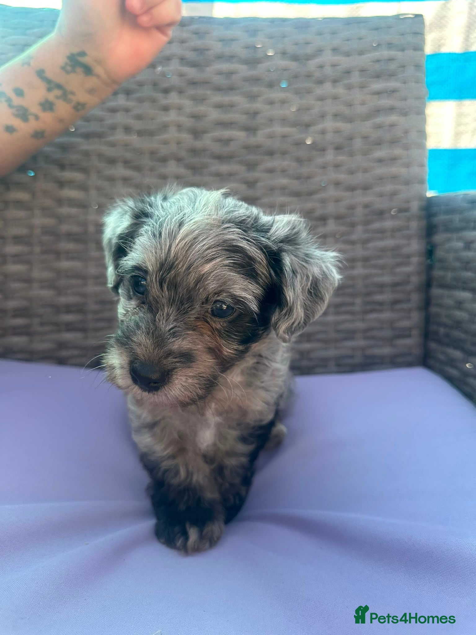 Mixed Breed dogs biewer x poodle babies ready to go next week  - Advert 3