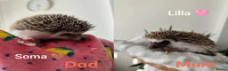 Pygmy Hedgehog rodents for sale: African Pygmy hedgehog babies - Advert 12