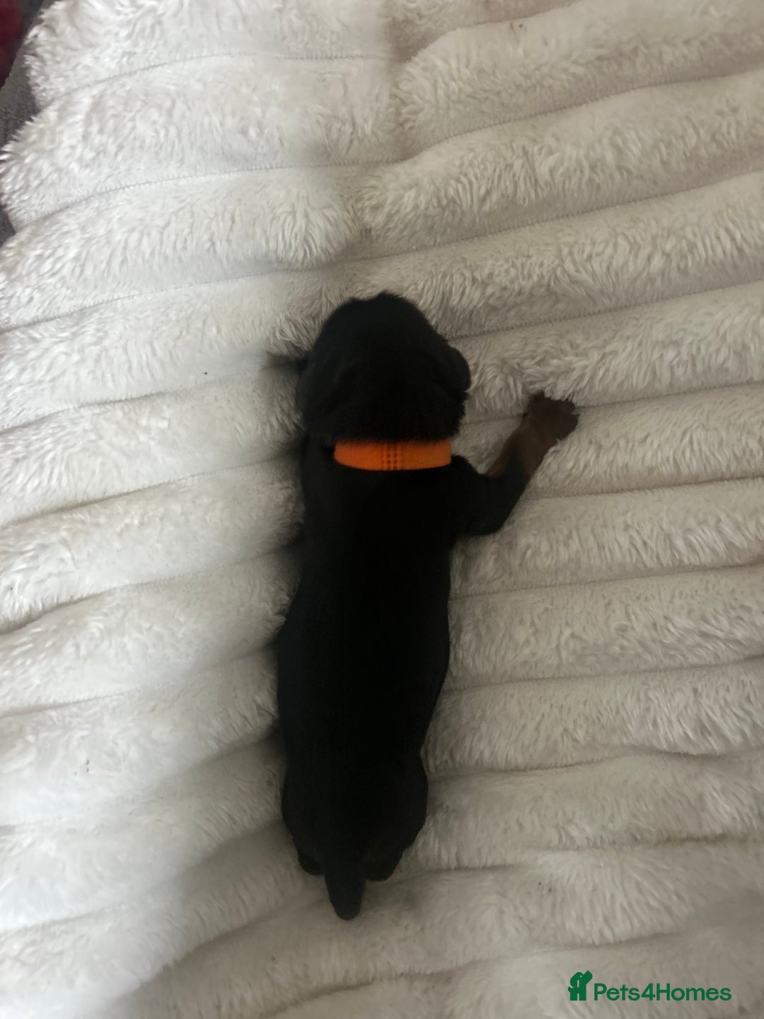 Cavalier King Charles Spaniel dogs for sale: Adorable Cavalier King Charles Spaniel - Image 7