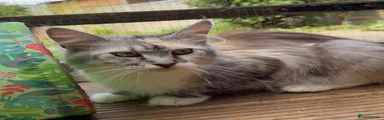Maine Coon 4