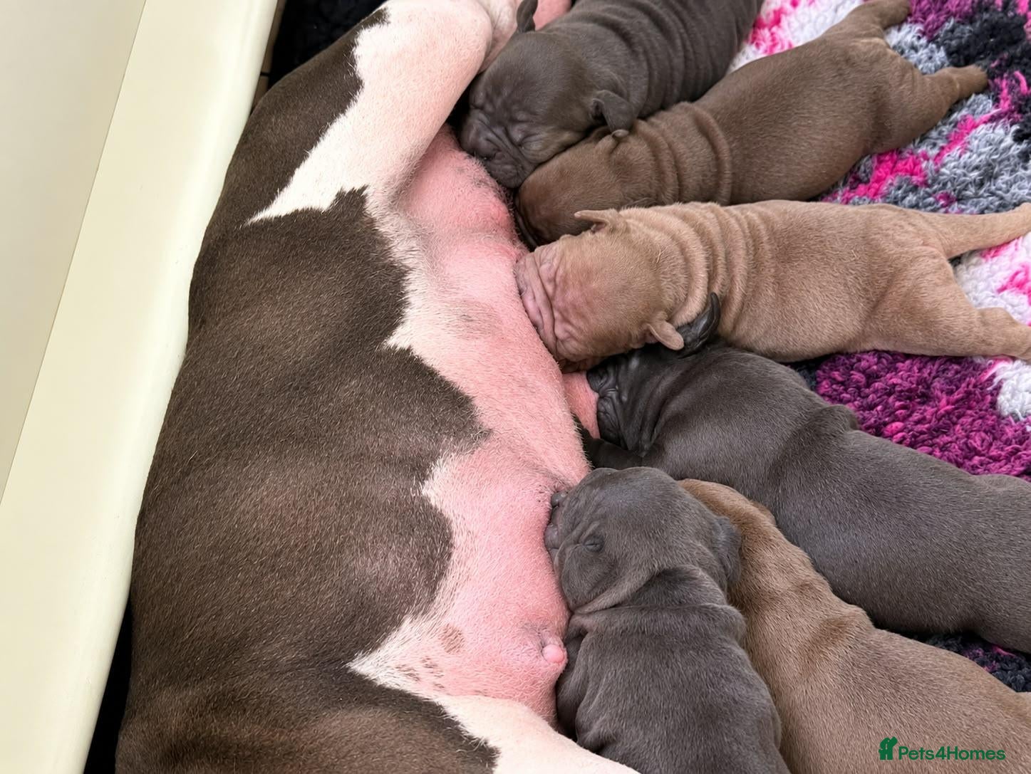 French Bulldog dogs Playful Litter of French Bulldog Puppies. - Advert 13