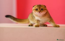 Scottish Fold cats for sale: Scottish Straight Golden Shaded Rare Affectionate - Image 23
