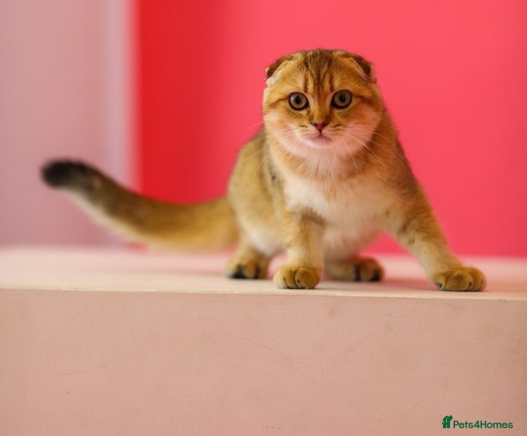 Scottish Fold cats for sale: Scottish Straight Golden Shaded Rare Affectionate - Image 23