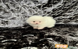 Pomeranian dogs for sale: Top Quality 🐼 Championship Lines - Image 6