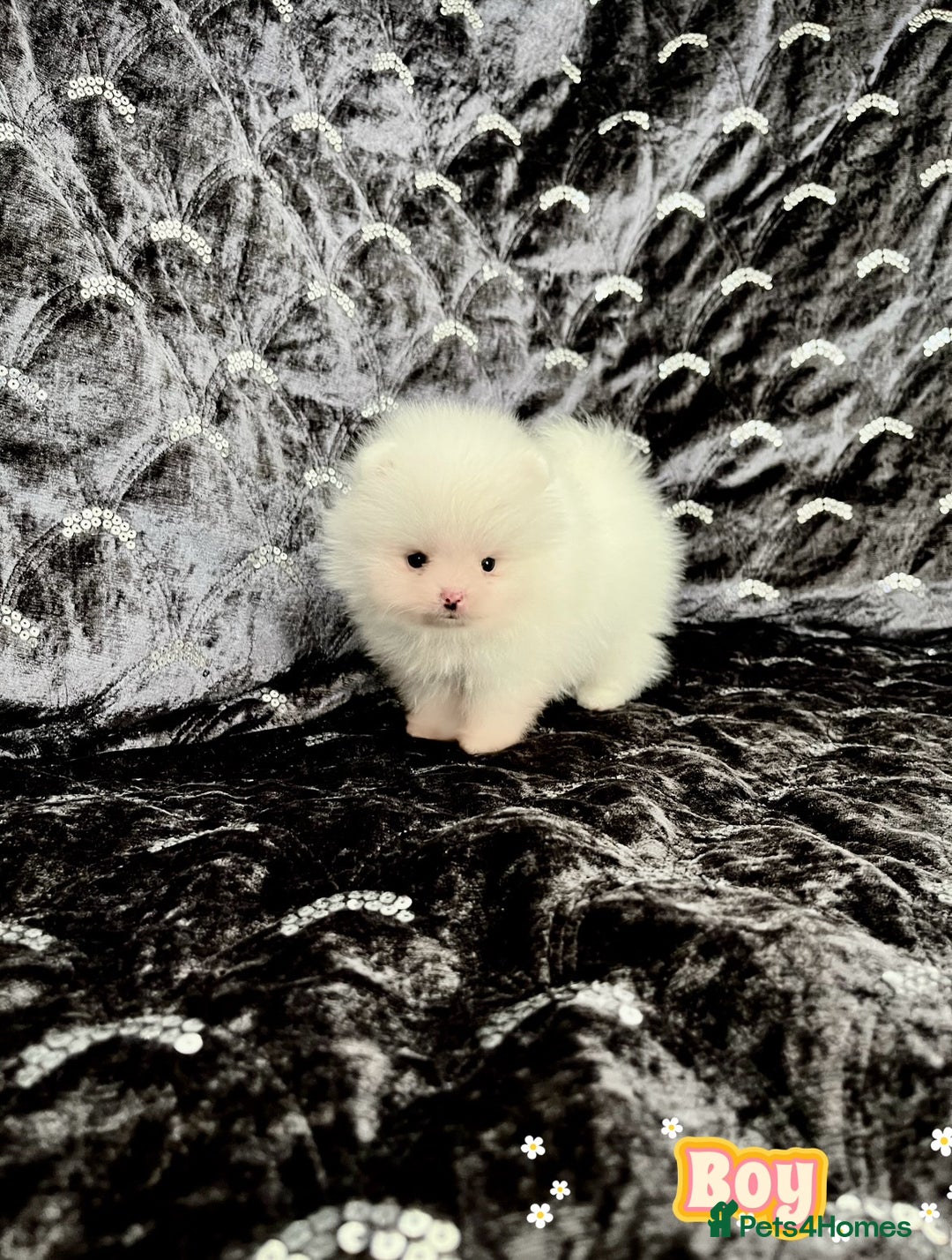 Pomeranian dogs for sale: Top Quality 🐼 Championship Lines - Image 6