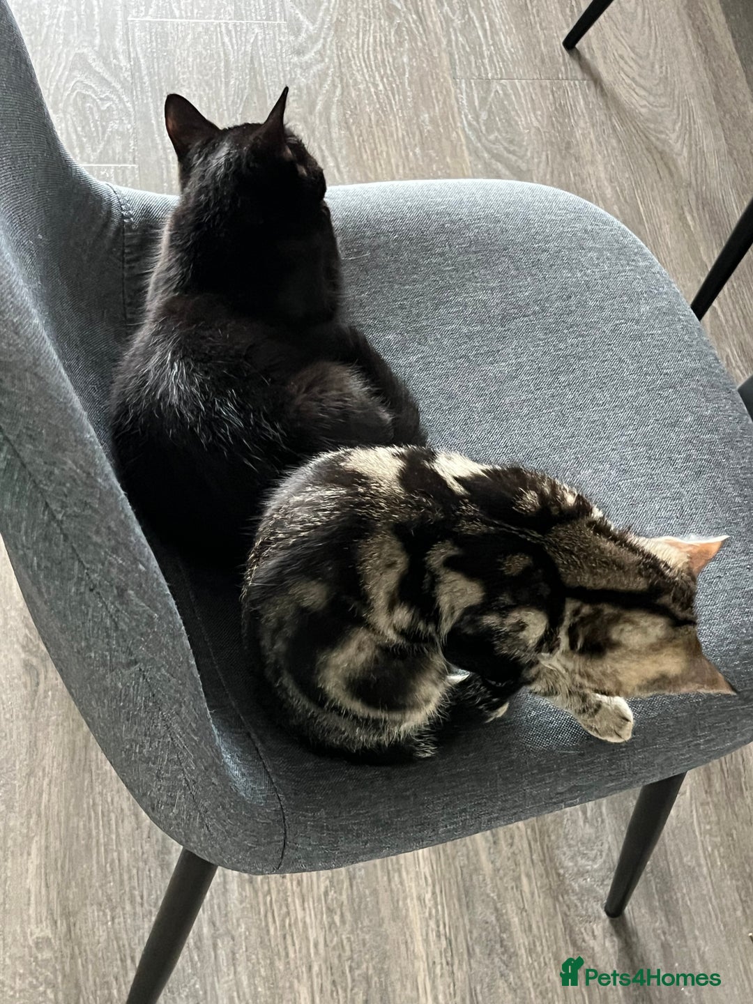 British Shorthair cats for sale: Bonded Sister Kittens for Rehoming - Advert 25