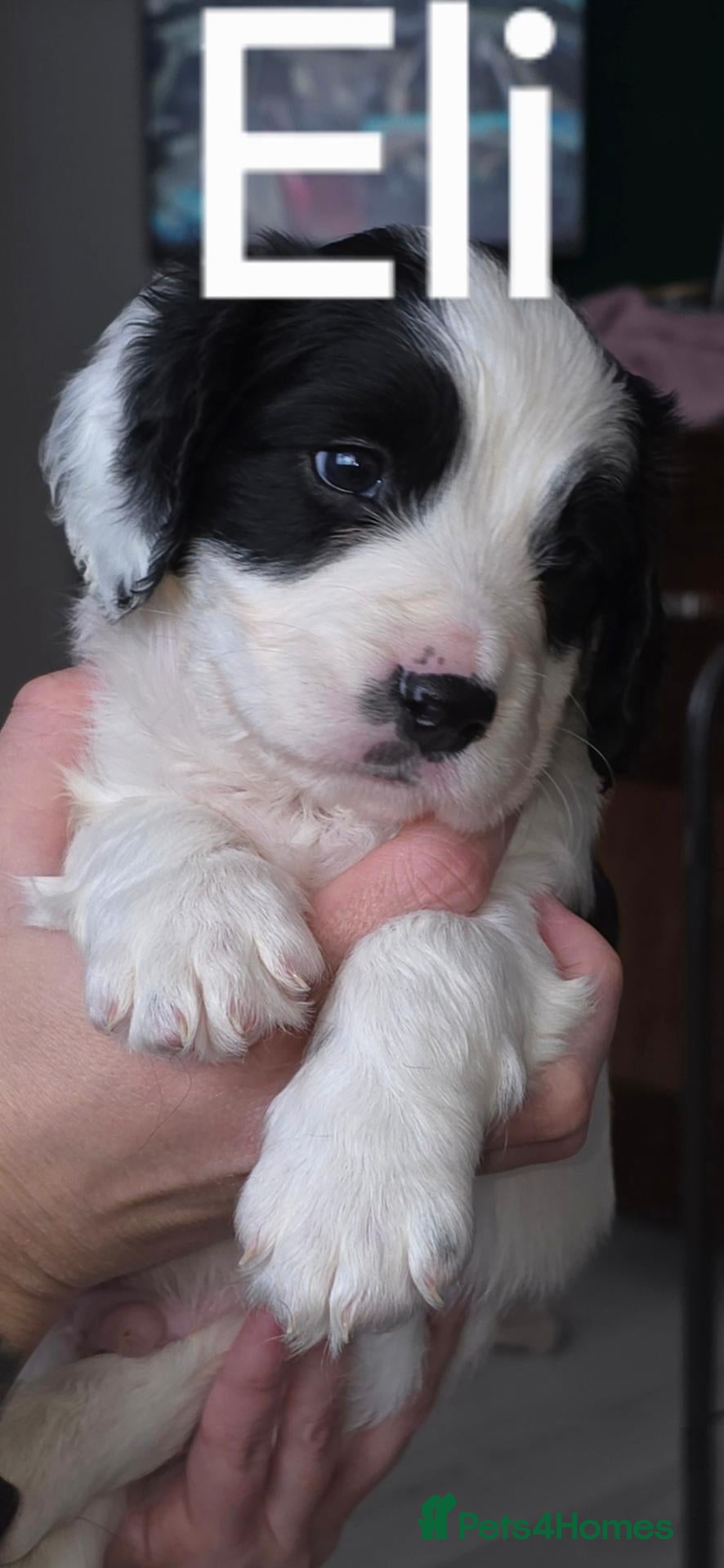 Sprocker dogs for sale: Sprocker puppies, ready 2nd November  - Advert 9