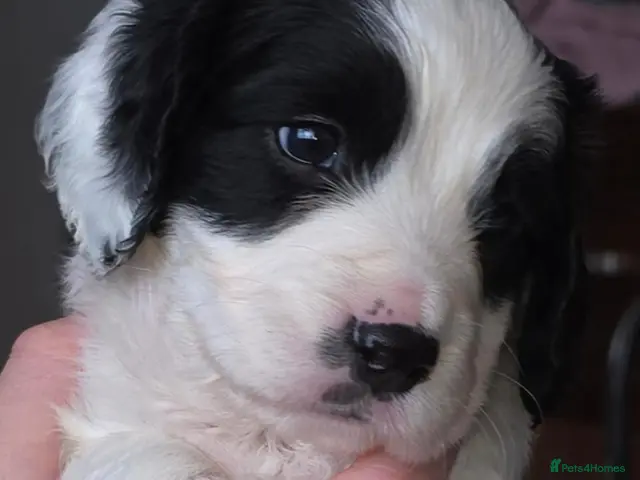 Sprocker dogs for sale: Sprocker puppies, ready 2nd November - Advert 9
