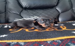 Miniature Dachshund dogs for sale: beautiful miniature dachshund pups available now  - Image 5