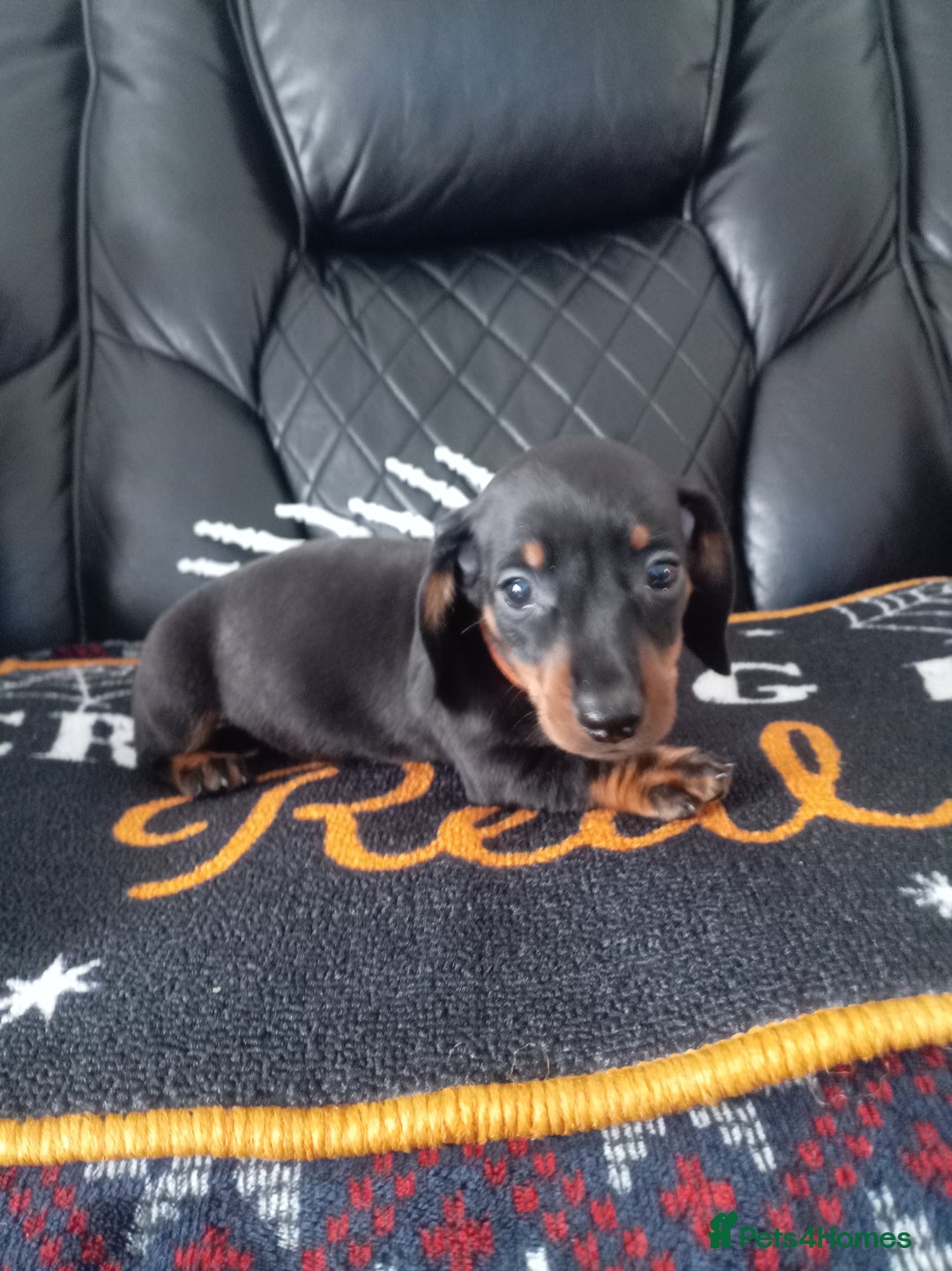 Miniature Dachshund dogs for sale: beautiful miniature dachshund pups available now  - Image 5