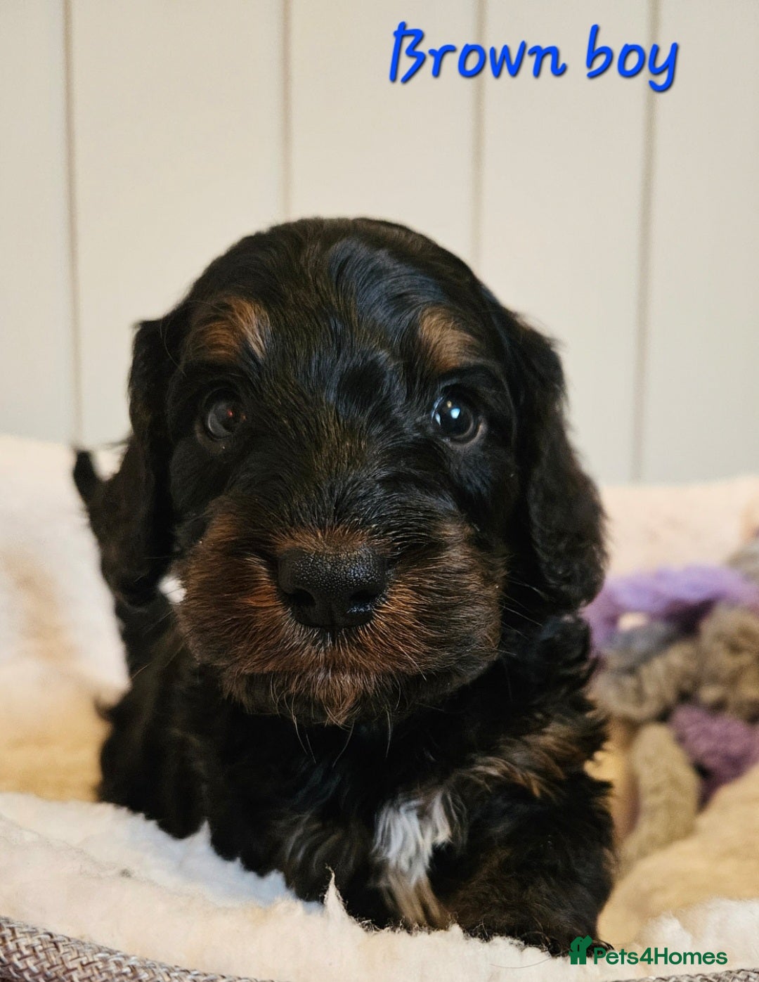 Cockapoo dogs Licensed insured breeder! Show-type cockapoo boys - Advert 1