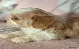 Cavapoo dogs for sale: Stunning Cavapoo puppies from family home  - Advert 19