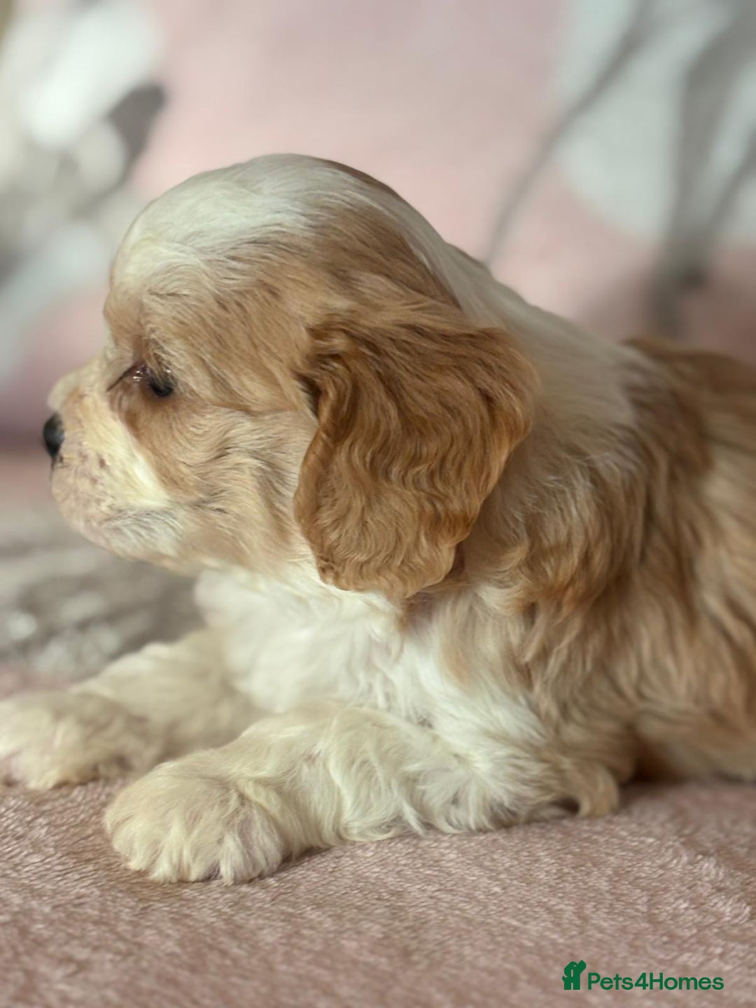 Cavapoo dogs for sale: Stunning Cavapoo puppies from family home  - Advert 19
