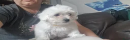 Maltese dogs for sale: Maltese puppy's - Advert 27