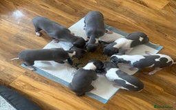 Mixed Breed dogs for sale: Adorable whippet x Italian greyhound pups !!! - Image 1