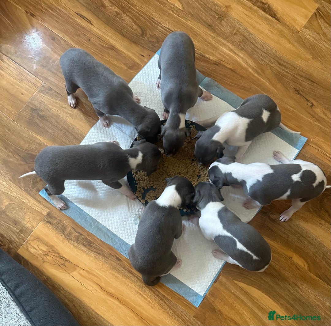 Mixed Breed dogs for sale: Adorable whippet x Italian greyhound pups !!! - Image 1