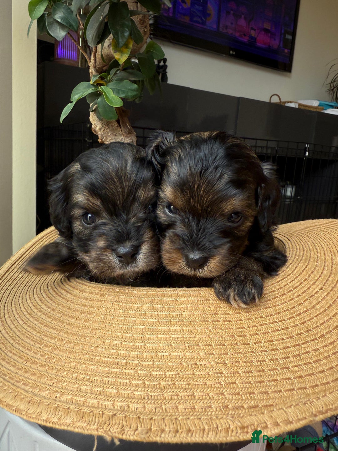 Cavapoochon dogs for sale: Gorgeous Black and Brown Cavapoo Puppies - Image 2