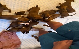 Boxer dogs for sale: Flashy boxer/red - natural bob tail/tail  - Image 9