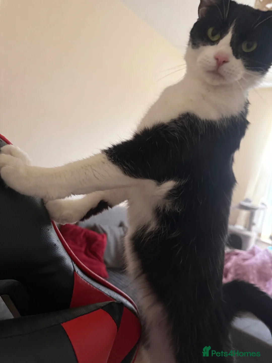 Mixed Breed cats for sale: Lovely cat  - Advert 2