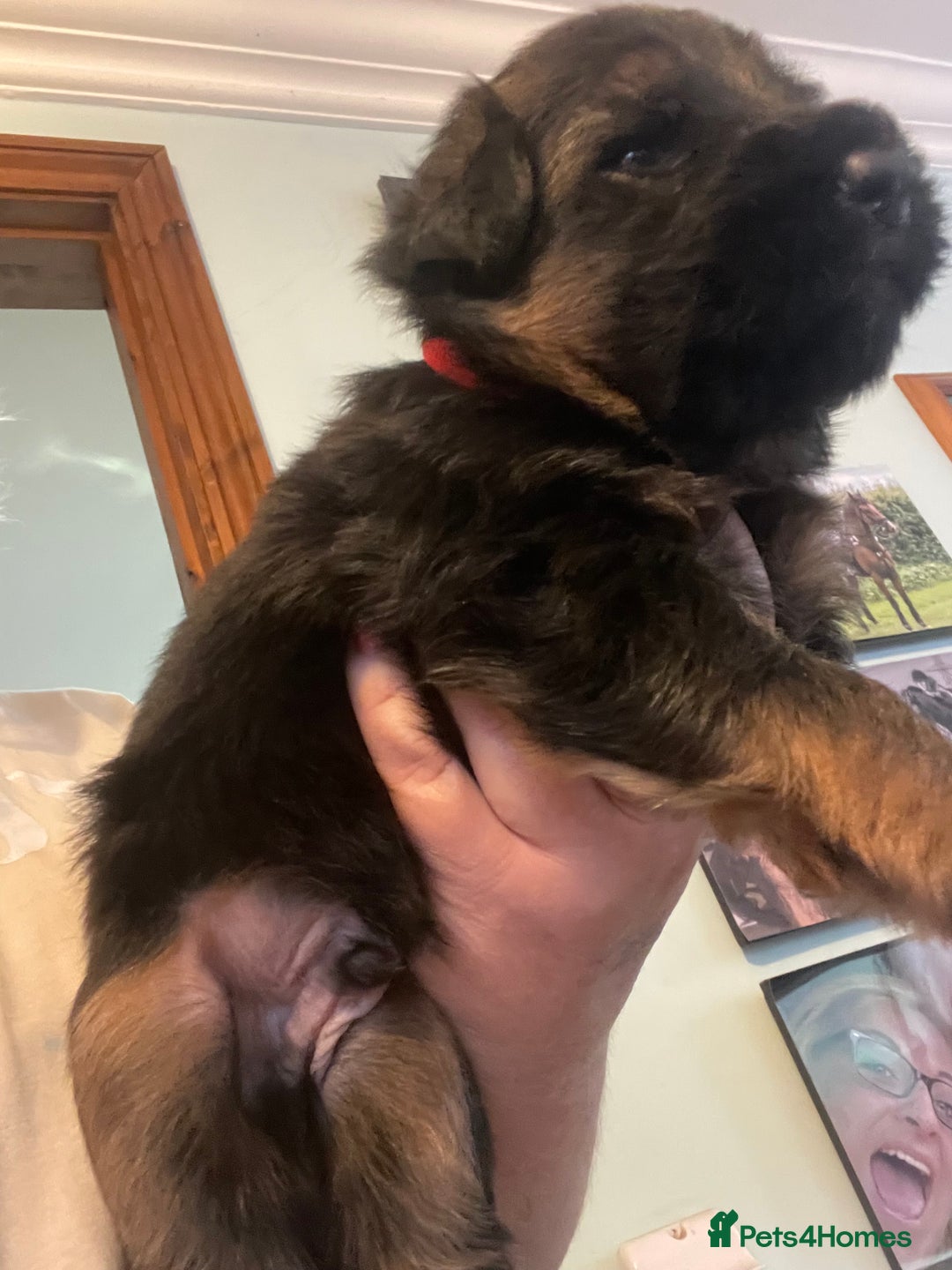German Shepherd dogs for sale: German shepherd puppies kc registered - Image 15