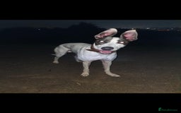 Lurcher dogs for sale: Bull Greyhound - Image 13