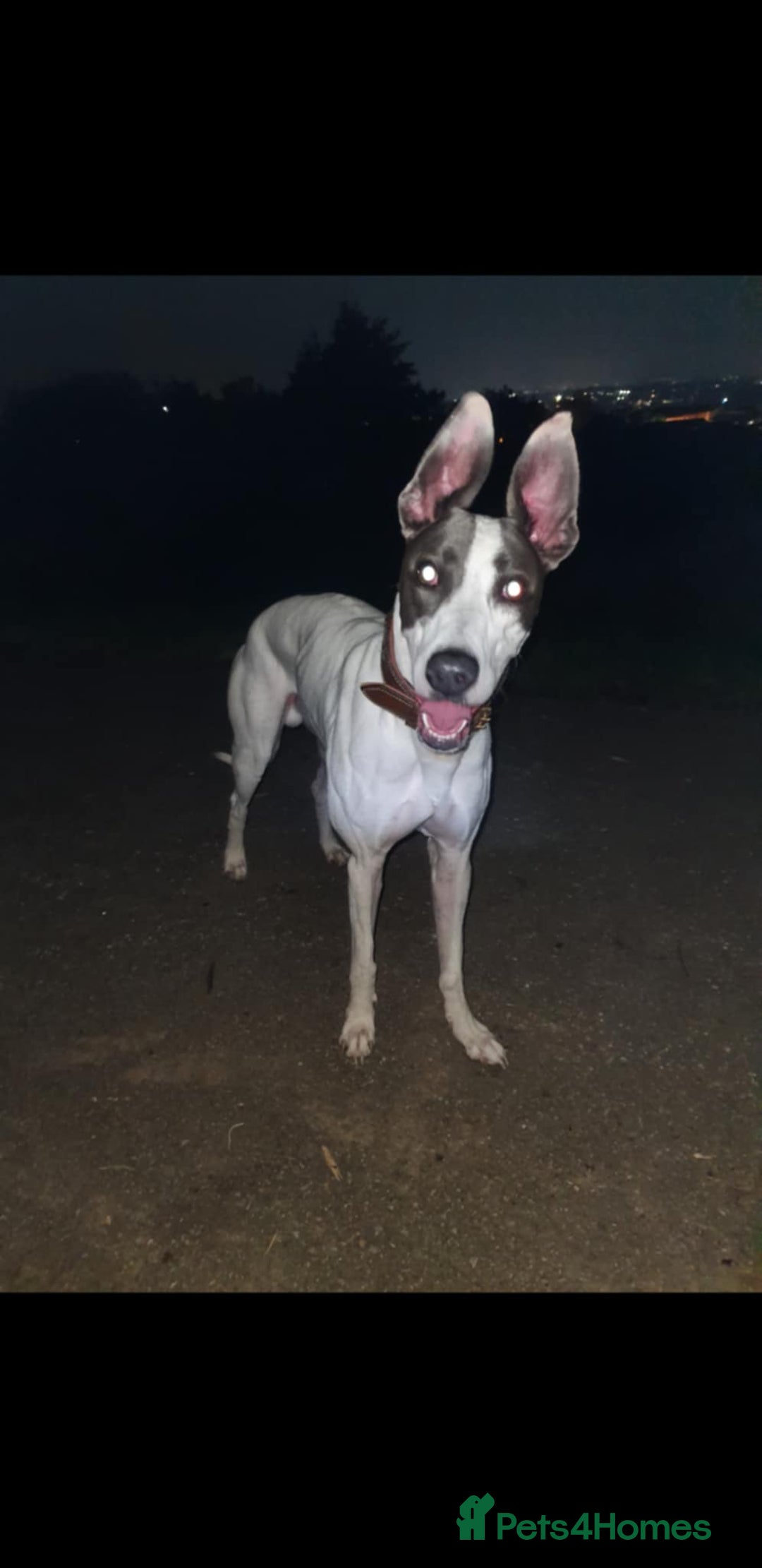 Lurcher dogs for sale: Bull Greyhound - Image 13