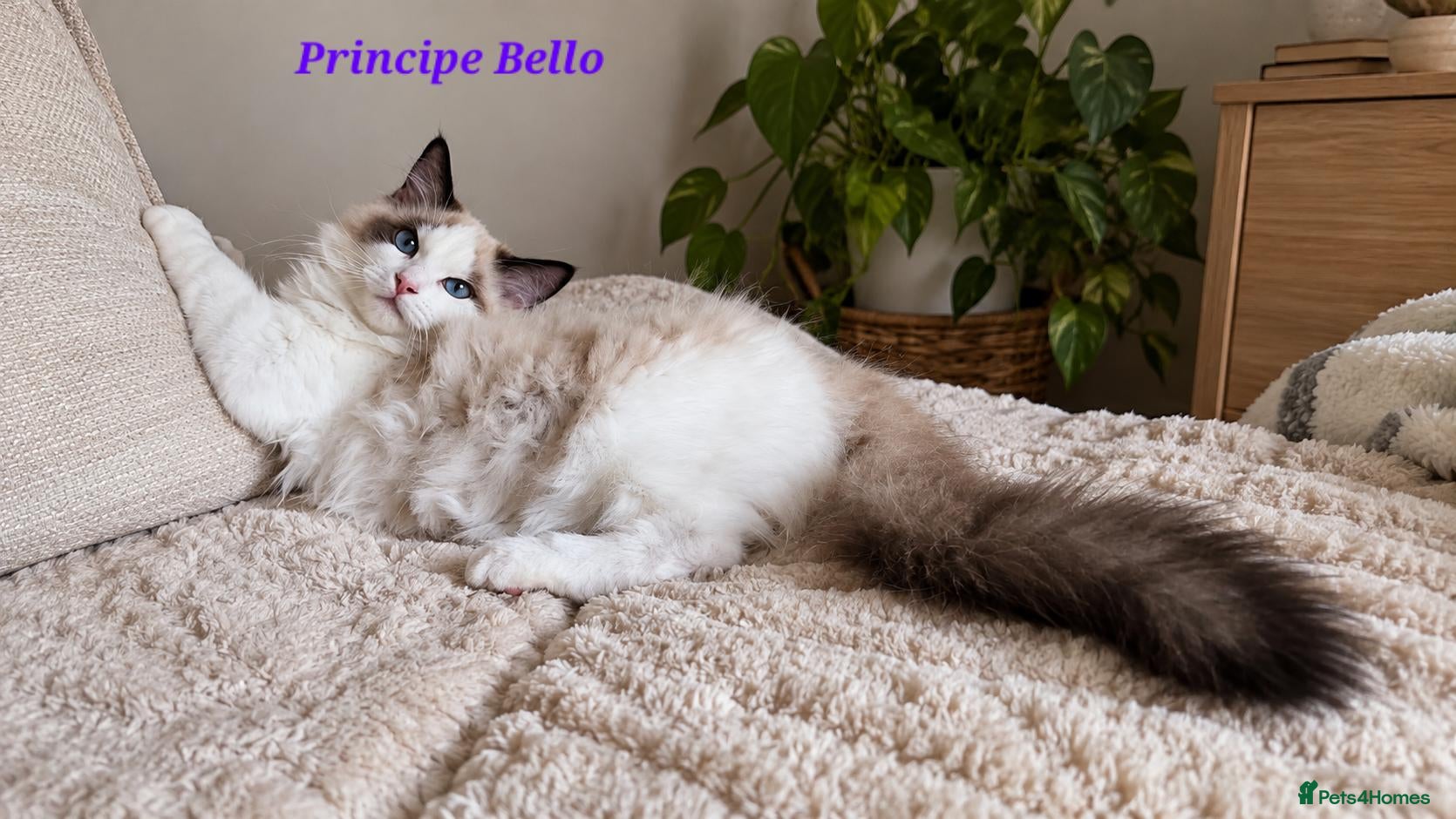 Ragdoll cats ACTIVE STUNNING RAGDOLL BOY  - Advert 2