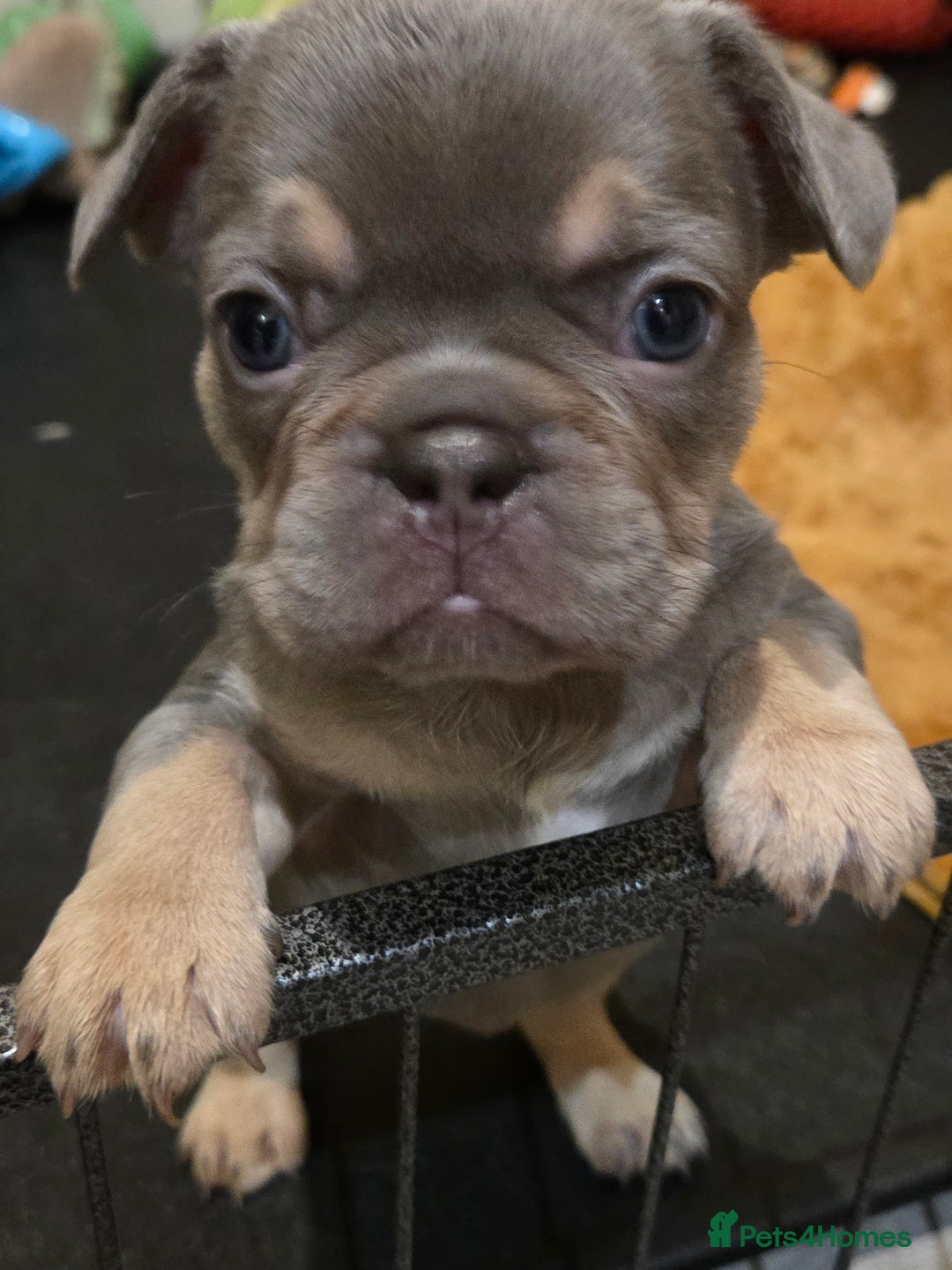 French Bulldog dogs for sale: Isabella & lilac & tan chunky frenchies - Advert 8