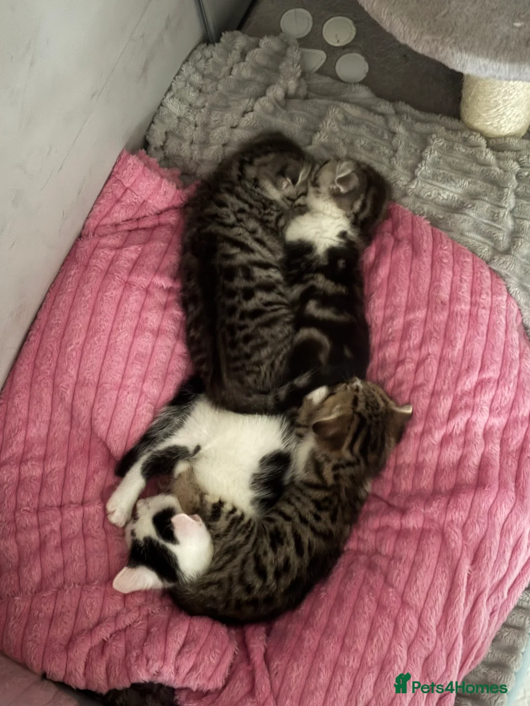 Scottish Fold cats for sale: 3 Beautiful ScottishFold TabbiesStripesSpotsFolded - Advert 12