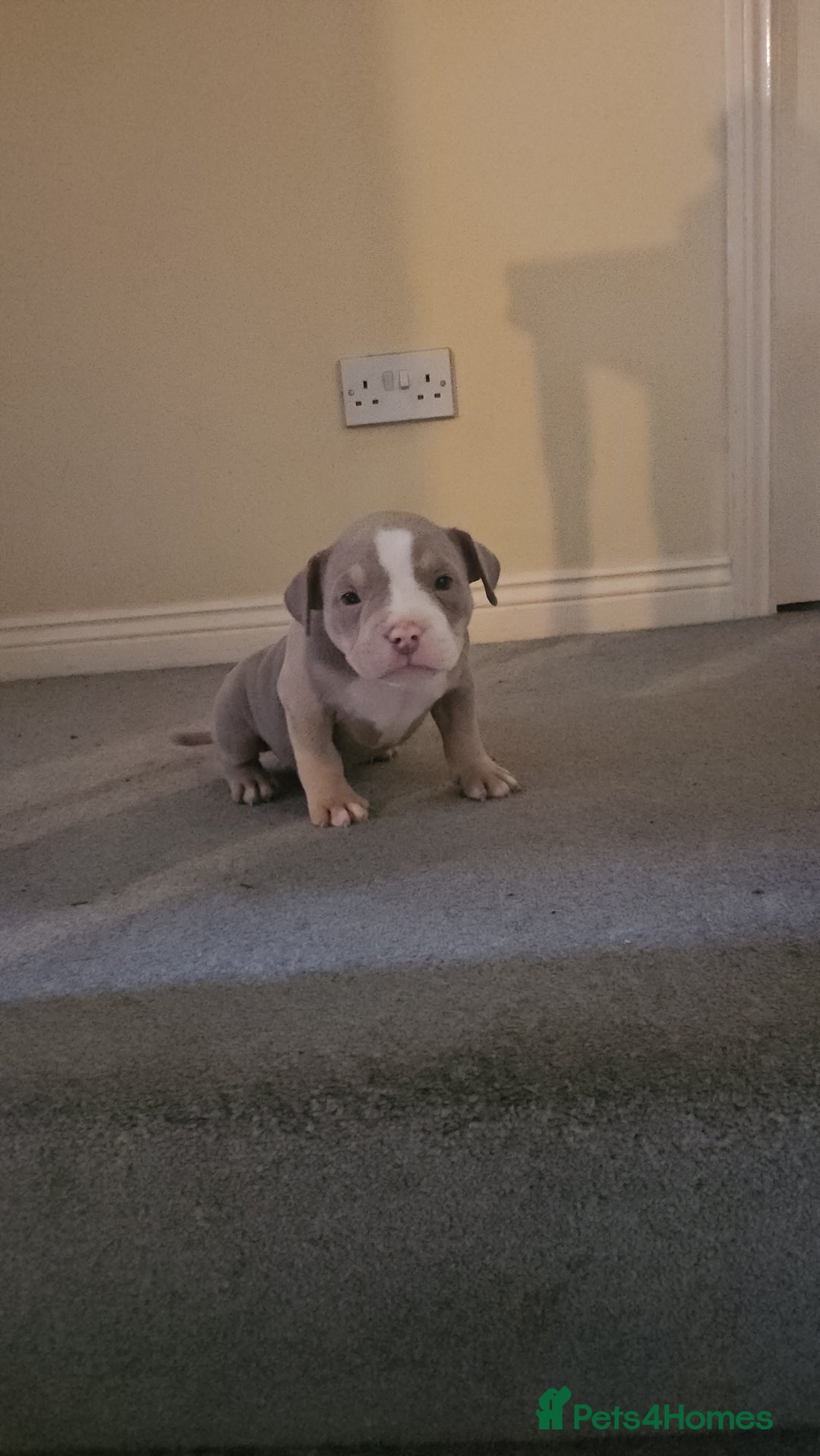 American Bully dogs for sale: 3 Females all Tri  - Advert 12