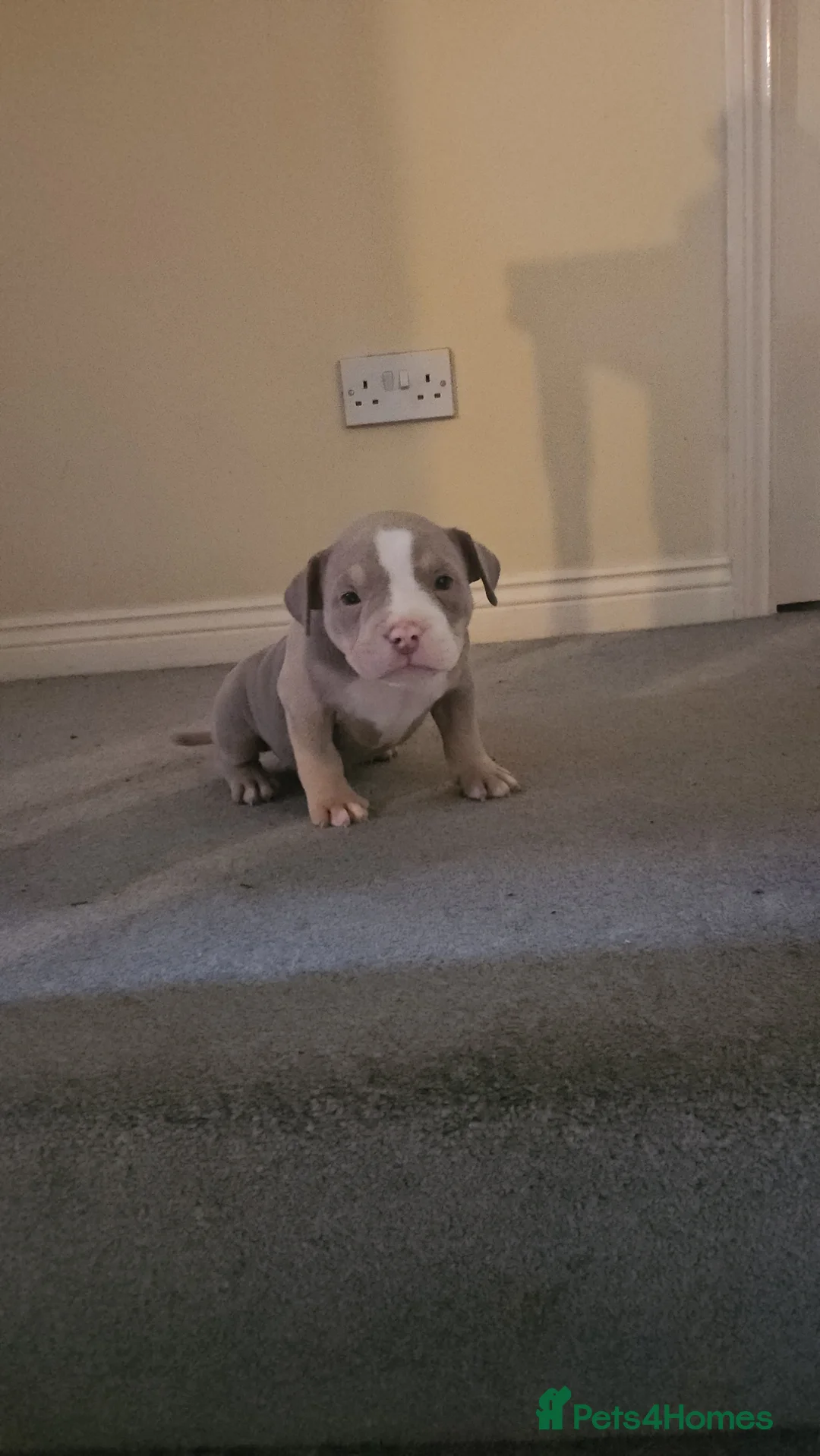 American Bully dogs for sale: 3 Females all Tri  - Advert 12
