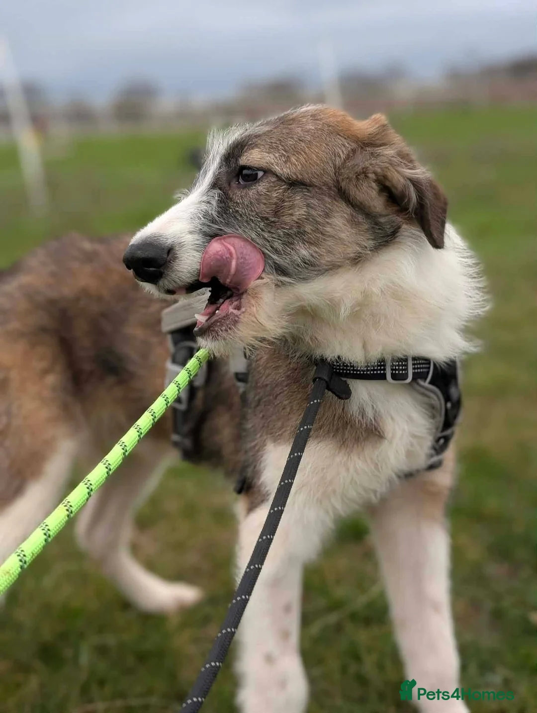 Mixed Breed dogs for adoption: Meet Patch, currently residing in Essex  - Advert 2