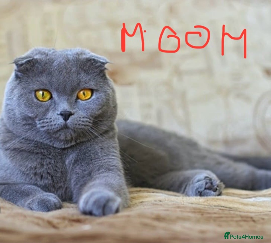 Scottish Fold cats for sale: Scottish Fold Kittens  - Advert 1