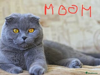 Scottish Fold cats Scottish Fold Kittens - Advert 18