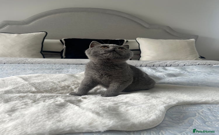 British Shorthair cats - Advert 1