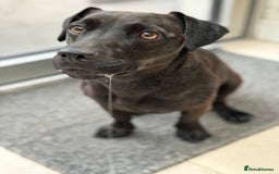 Patterdale Terrier dogs for sale: Patterdale Terrier 5 years F - Image 3