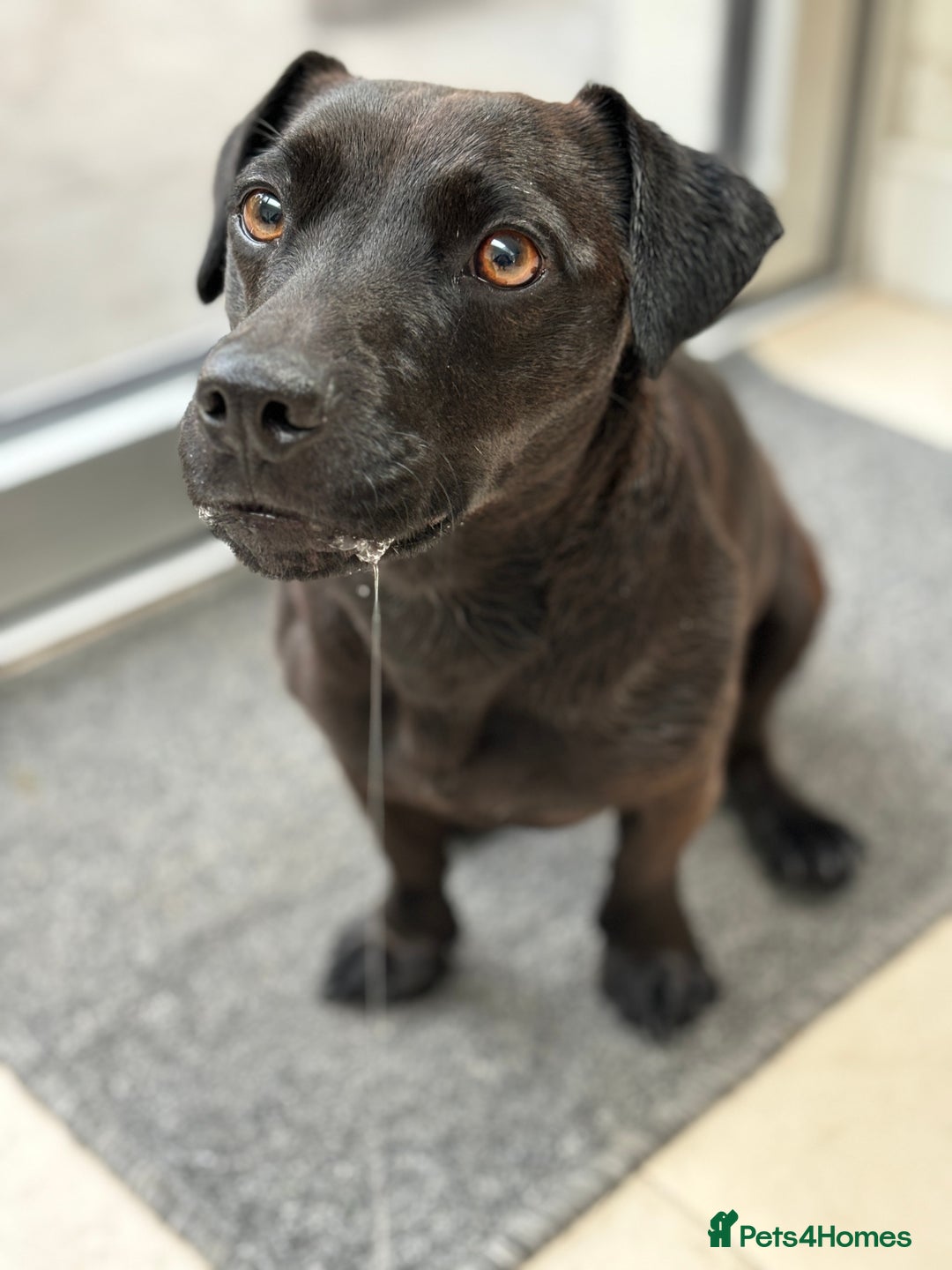 Patterdale Terrier dogs for sale: Patterdale Terrier 5 years F - Image 3