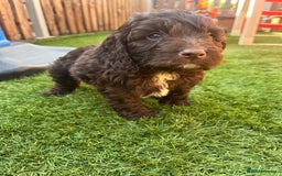 Cockapoo dogs for sale: F1 Cockapoo puppies  - Image 1