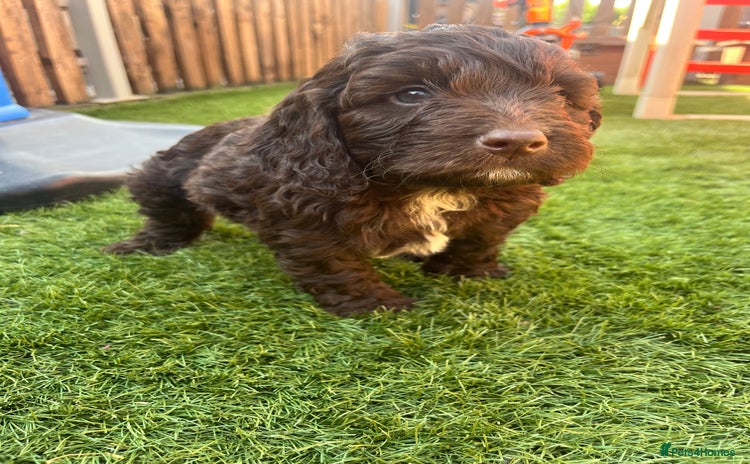 Cockapoo dogs - Advert 3