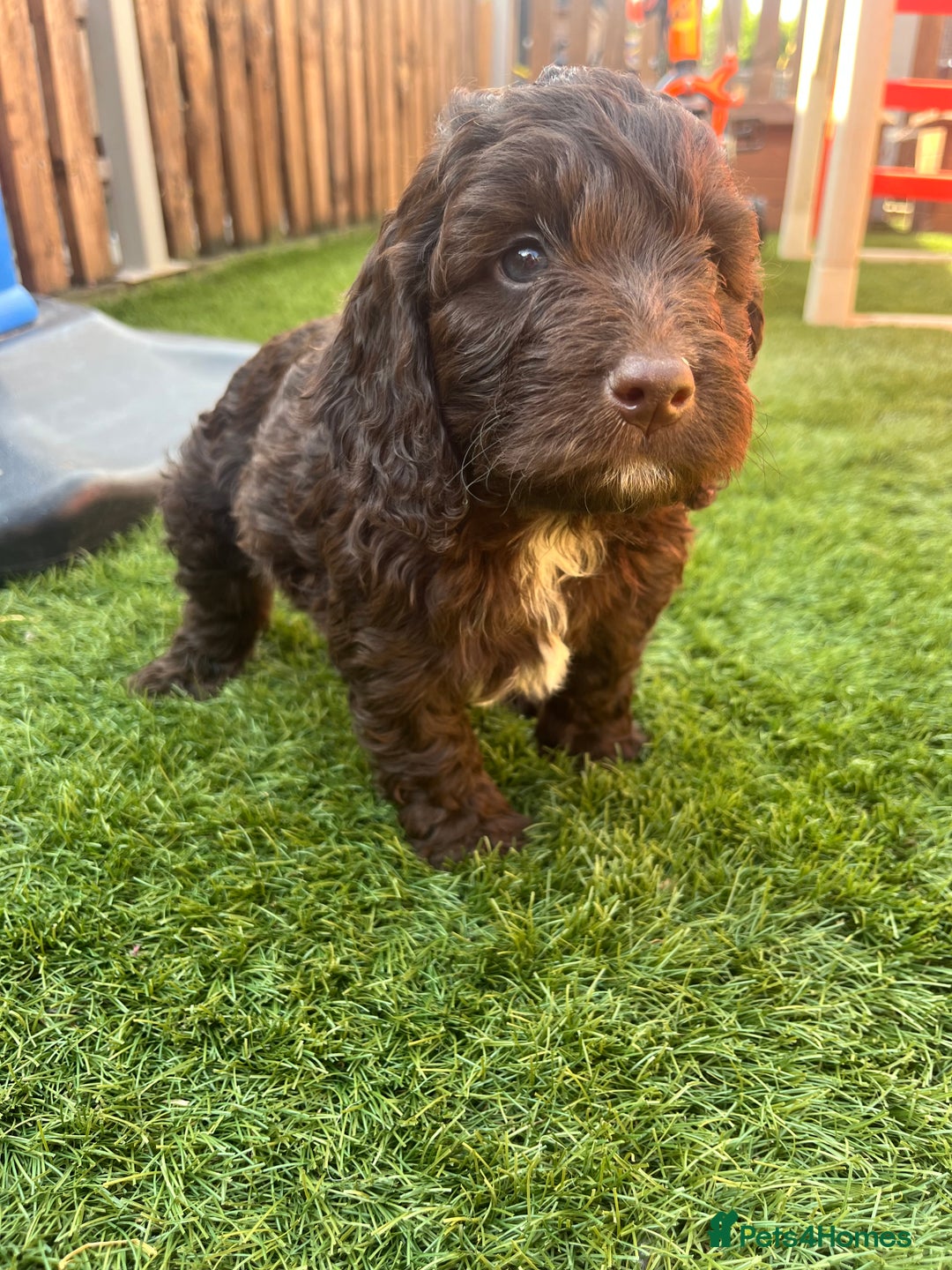 Cockapoo dogs for sale: F1 Cockapoo puppies  - Image 1