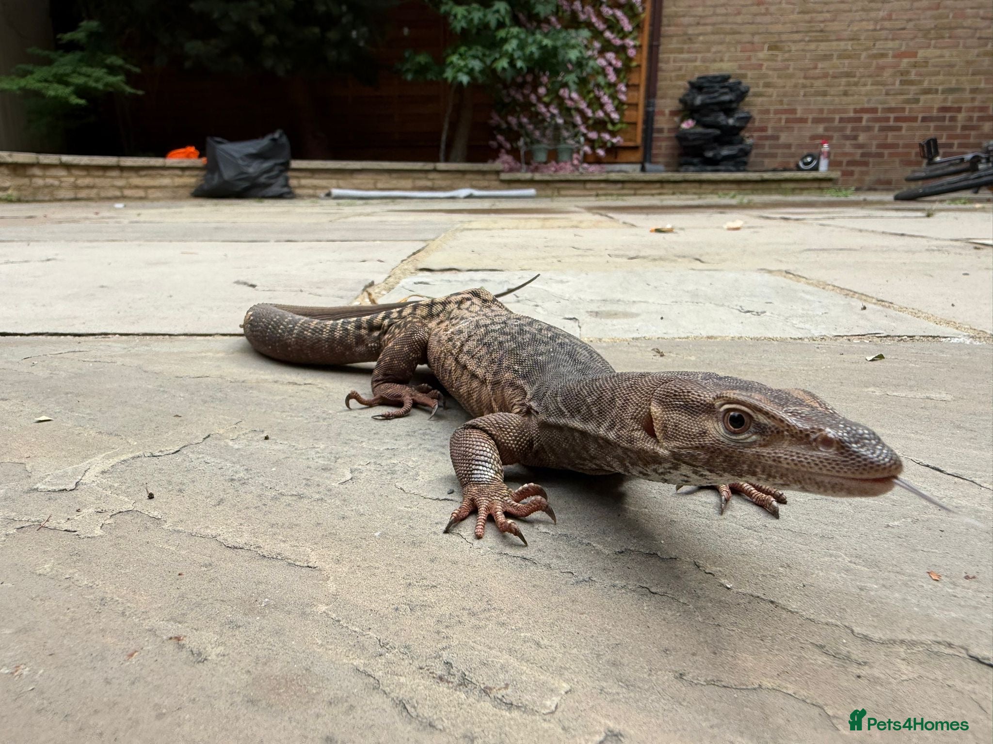 Monitor reptiles Varanus Tristis Tristis ( Black Headed Monitor ) - Advert 2